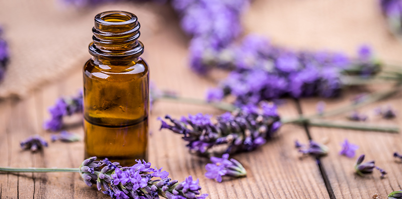 Lavender surrounding a bottle of essential oils